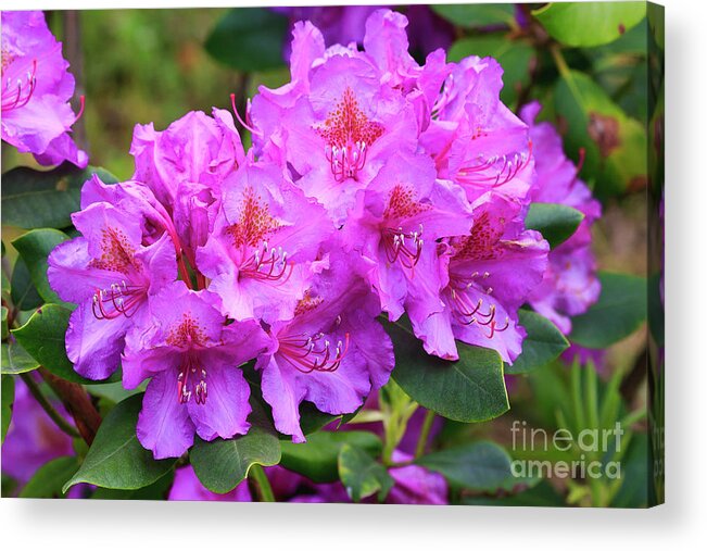 Rhododendrons Acrylic Print featuring the photograph Catawba Rhododendron in Bloom by Jill Lang