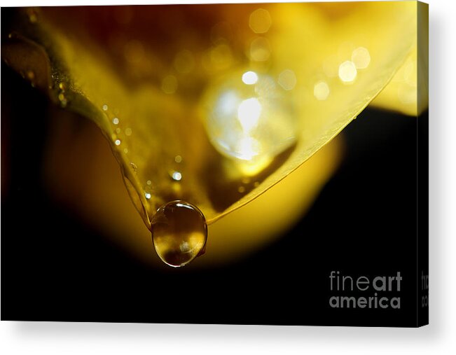 Yellow Rose Petal Acrylic Print featuring the photograph Catch Me If I Fall by Michael Eingle