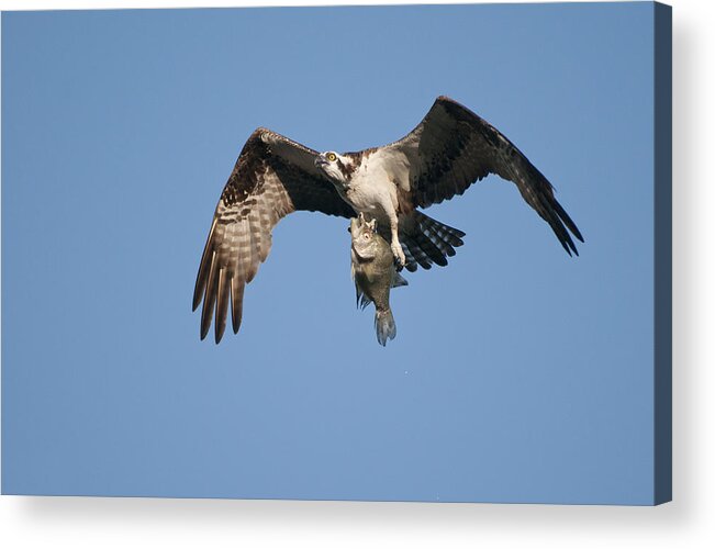 Osprey Acrylic Print featuring the photograph Catch of the Day by Cory Bucher