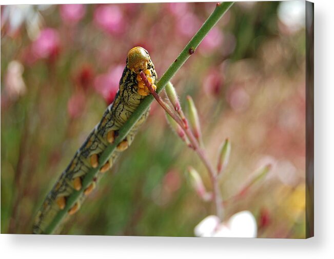 Caterpillar Acrylic Print featuring the photograph Caterpillar Munching by Jean Booth
