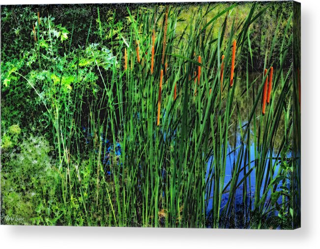 Cattails Acrylic Print featuring the photograph Cattails by Anna Louise