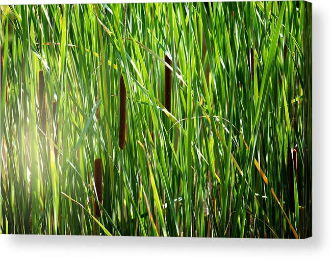 Cattails In The Morning Sun Photo Acrylic Print featuring the photograph Cattails in the Morning Sun by Gwen Gibson