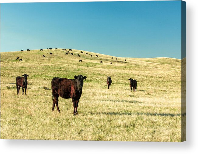 Cattle Acrylic Print featuring the photograph Cattle Grazing on the Plains by Todd Klassy