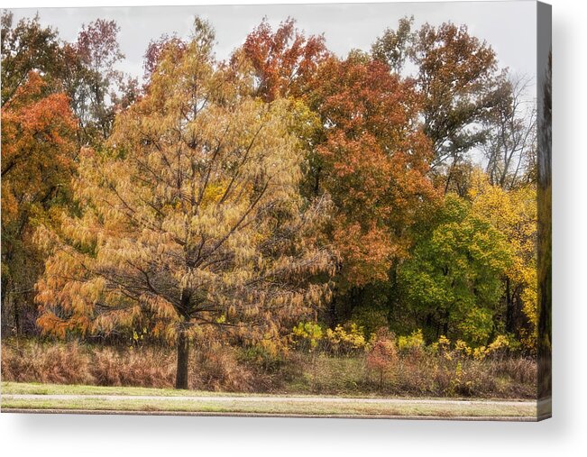 Trees. Autumn Scene Acrylic Print featuring the photograph Center of Attention by Joan Bertucci