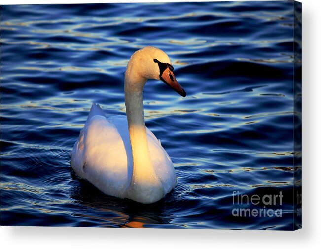Swan Acrylic Print featuring the photograph Center Stage by Ola Allen