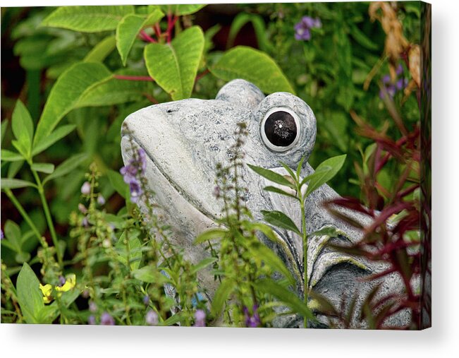 Frog Acrylic Print featuring the photograph Ceramic Frog by John Black