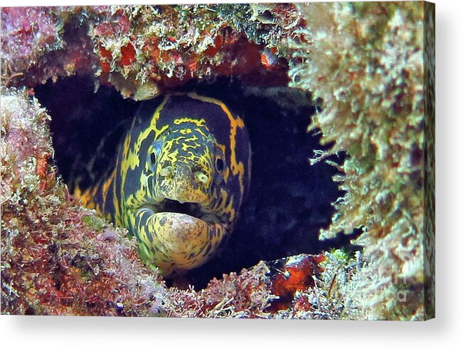 Underwater Acrylic Print featuring the photograph Chain Moray Eel by Daryl Duda