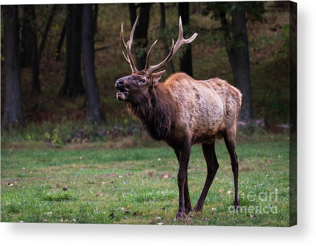 Elk Acrylic Print featuring the photograph Challenger by Andrea Silies