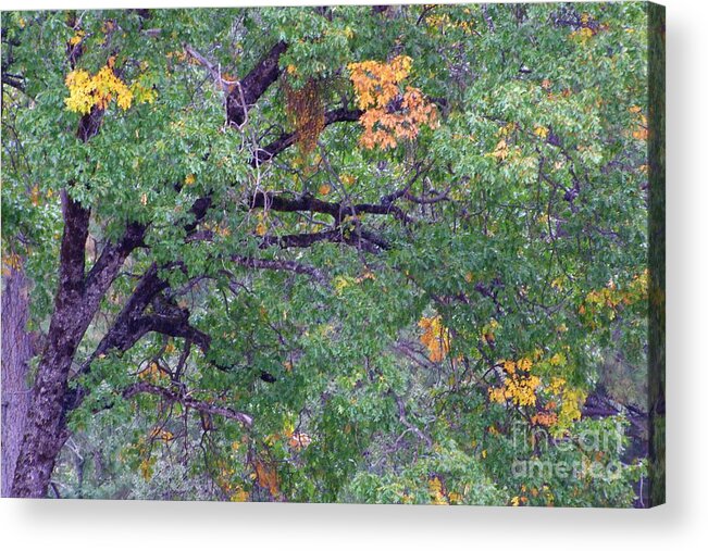 Autumn Acrylic Print featuring the photograph Changing of the Seasons by Mary Deal