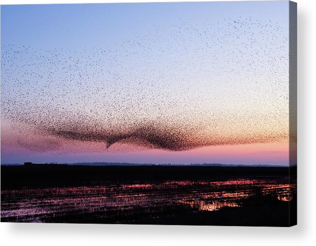 Starling Acrylic Print featuring the photograph Chaos in Motion - Bird of Many Birds by Roeselien Raimond