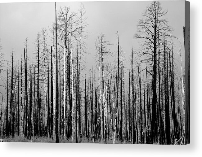 Charred Acrylic Print featuring the photograph Charred Trees by James BO Insogna
