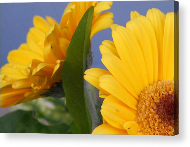 Gerbera Daisy Acrylic Print featuring the photograph Cheerful Gerbera Daisies by Amy Fose