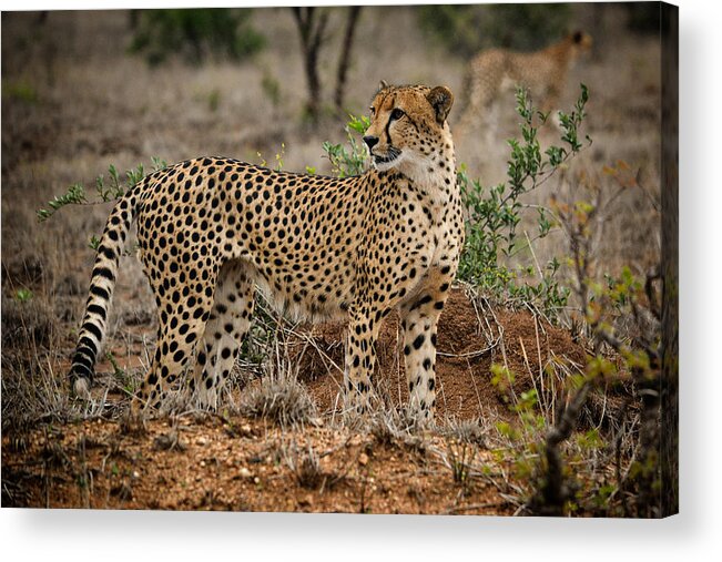 Mammal Acrylic Print featuring the photograph Cheetah male #1 by Schalk Lombard