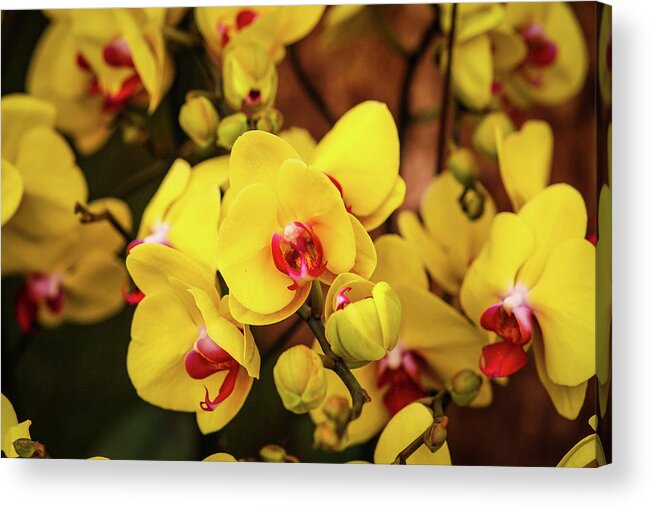 Yellow Red Flowers Chelsea Garden Show England London Uk Britain Acrylic Print featuring the photograph Chelsea Yellow by Ross Henton