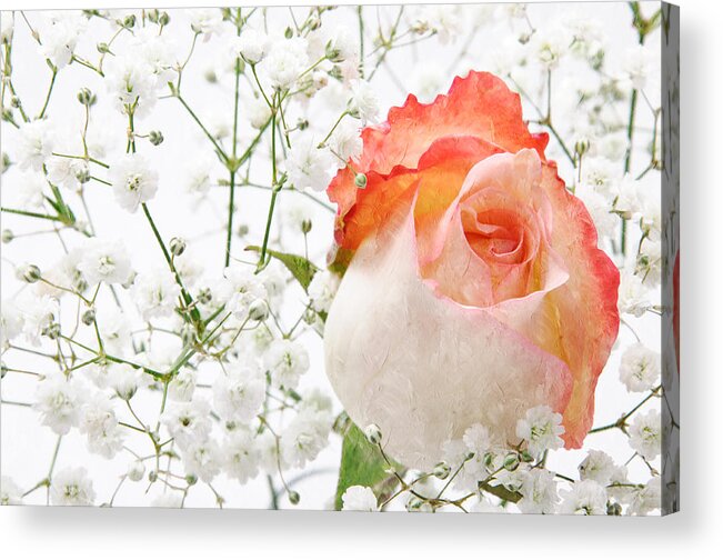Pink Rose Acrylic Print featuring the photograph Cherish by Andee Design