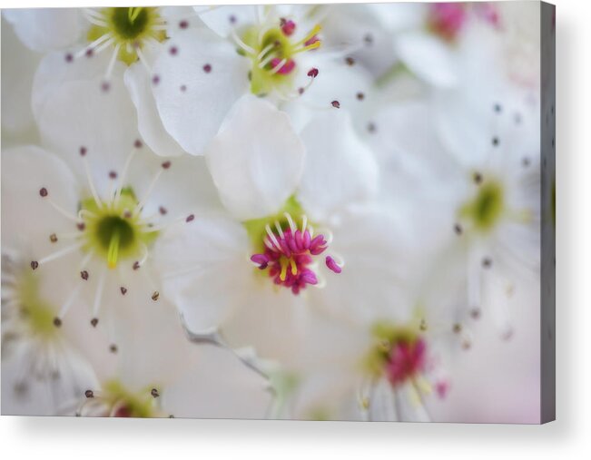Flowers Acrylic Print featuring the photograph Cherry Blooms by Darren White