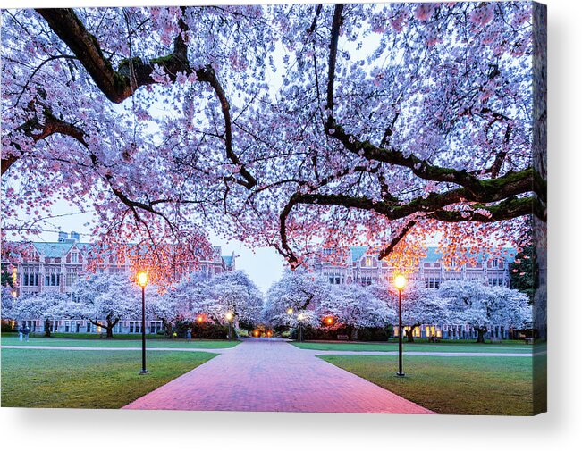 Cherry; Blossom; University Of Washington; Uw Squad; Spring; Twilight; Acrylic Print featuring the digital art Cherry Blossom at UW Squad by Michael Lee