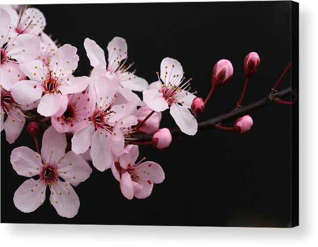 Plum Extract Acrylic Print featuring the photograph Cherry Blossom Dazzler by Tammy Pool