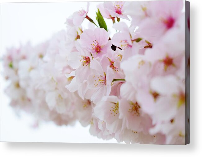 Cherry Blossom Acrylic Print featuring the photograph Cherry Blossom Focus by Nicole Lloyd