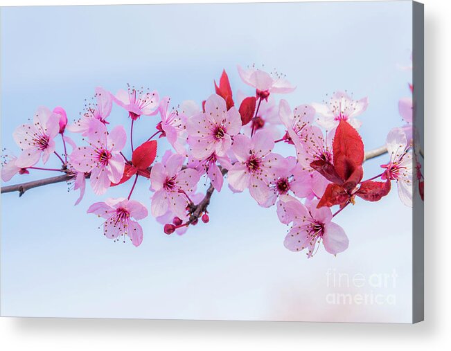 Michael Wheatley Acrylic Print featuring the photograph Pink blossom by Michael Wheatley