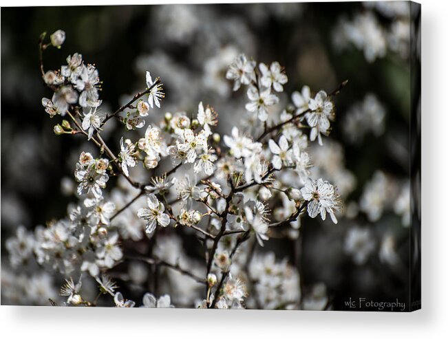 Flowers Acrylic Print featuring the photograph Cherry Blossoms 2 by Wendy Carrington