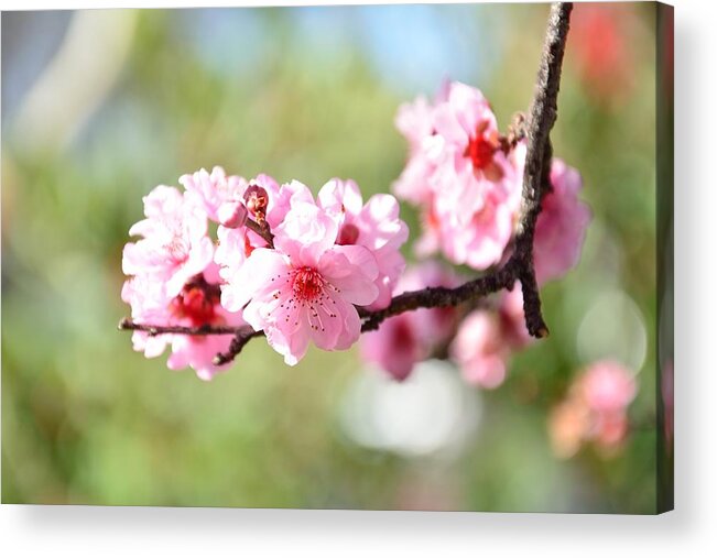 April Acrylic Print featuring the photograph Cherry Blossoms by Serena King