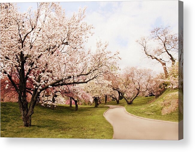 Cherry Trees Acrylic Print featuring the photograph Cherry Lane by Jessica Jenney