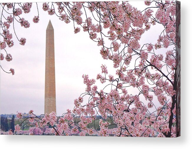 Washington Acrylic Print featuring the photograph Cherry Washington by Olivier Le Queinec