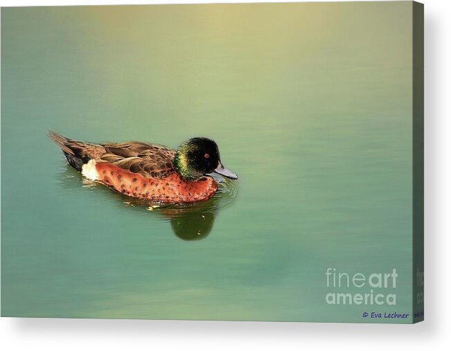 Chestnut Teal Acrylic Print featuring the photograph Chestnut Teal Swimming by Eva Lechner