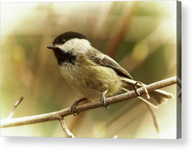 Bird Acrylic Print featuring the photograph Chickadee by Loni Collins