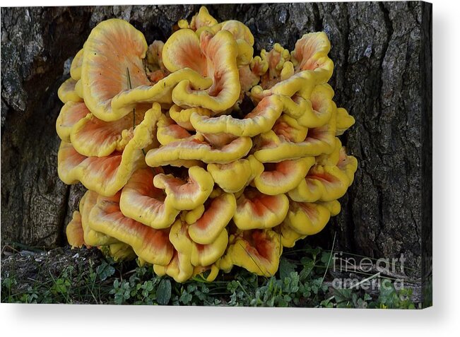 High Virginia Images Acrylic Print featuring the photograph Chicken of the Woods by Randy Bodkins