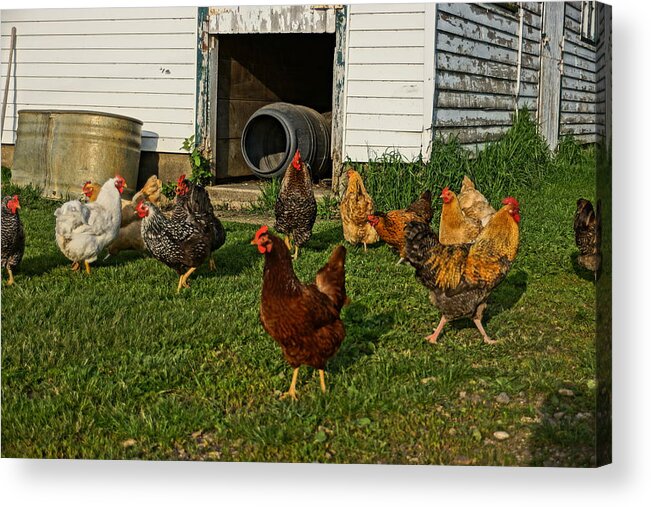 Chickens Acrylic Print featuring the photograph Chicken Scratch by Steven Clipperton