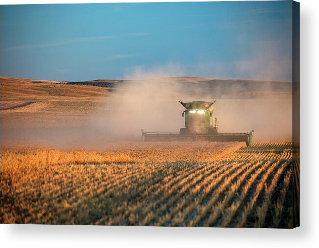 Chickpeas Acrylic Print featuring the photograph Chickpea Farm by Todd Klassy