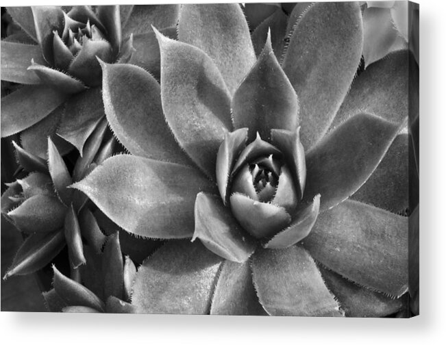 Botanical Acrylic Print featuring the photograph Chicks and Hens Black and White by Ann Bridges