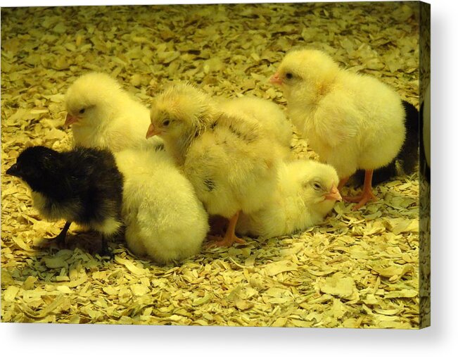 Baby Acrylic Print featuring the photograph Chicks by Laurel Best