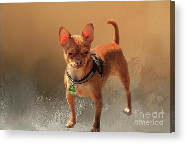 Chihuahua Acrylic Print featuring the photograph Chihuahua by Eva Lechner