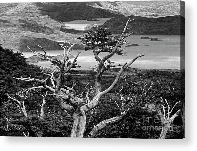Black And White Acrylic Print featuring the photograph Chile_115-6 by Craig Lovell