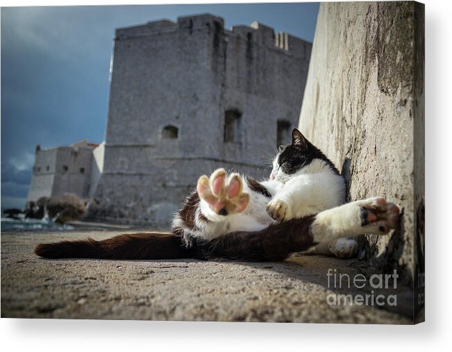 Cat Acrylic Print featuring the photograph Chill Kitty of Dubrovnik by Becqi Sherman