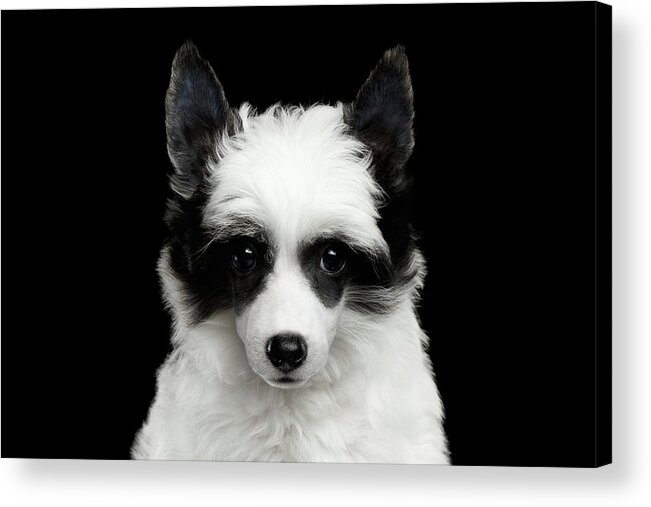 Closeup Acrylic Print featuring the photograph Chinese Crested Puppy by Sergey Taran