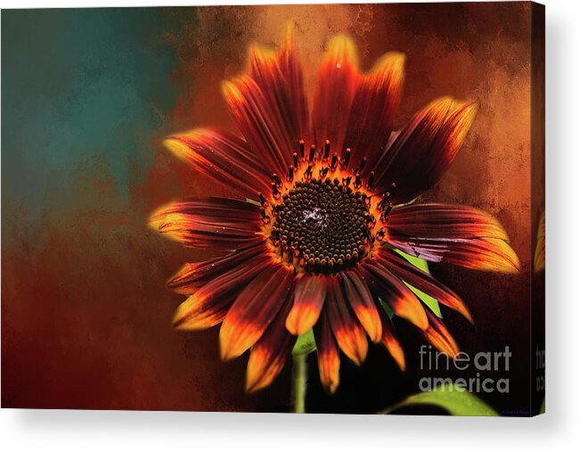Sunflower Acrylic Print featuring the photograph Chocolate Sunflower by Eva Lechner