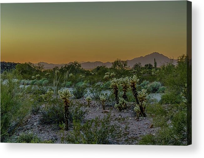 Palm Canyon Acrylic Print featuring the photograph Cholla desert sunset by Gaelyn Olmsted