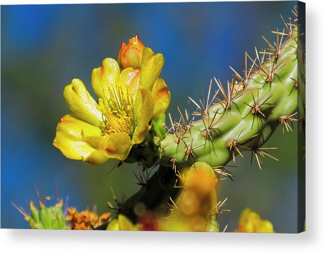 Arizona Acrylic Print featuring the photograph Cholla Flower h40 by Mark Myhaver