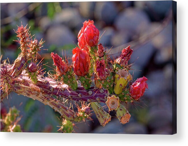 Cholla Acrylic Print featuring the photograph Cholla Spice h1821 by Mark Myhaver