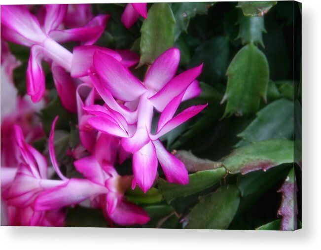 Flower Acrylic Print featuring the photograph Christmas Cactus by Joan Bertucci