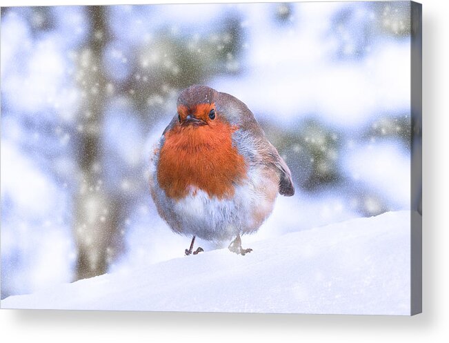 Robin Acrylic Print featuring the photograph Christmas Robin by Scott Carruthers