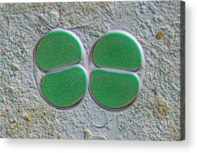 Chroococcus Acrylic Print featuring the photograph Chroococcus, Dic by M. I. Walker