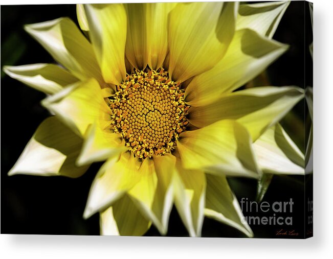 Flower Acrylic Print featuring the photograph Chrysanthos by Linda Lees