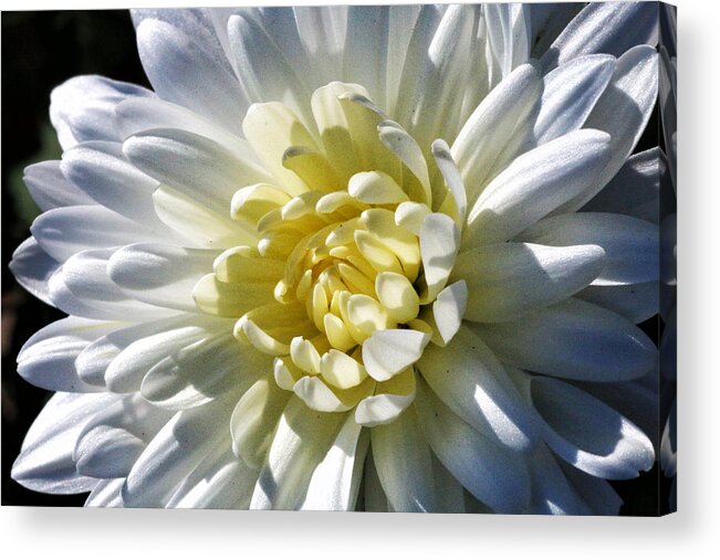 Flower Acrylic Print featuring the photograph Chrysanthemum in Sunlight by William Selander