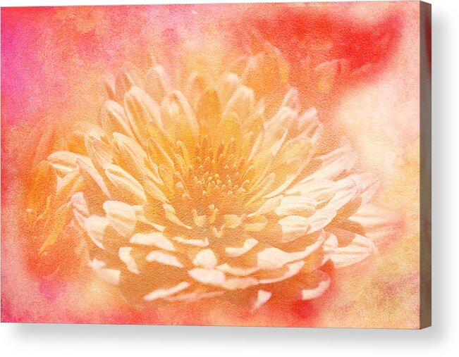 Chrysanthemums Acrylic Print featuring the photograph Chrysanthemum Obscured by Carol Senske