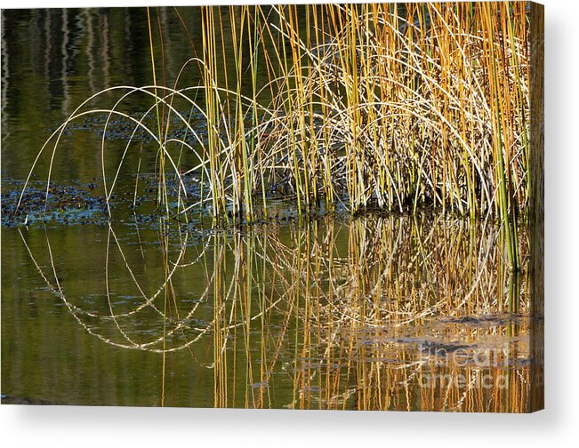 Yellowstone Acrylic Print featuring the photograph Circle of Fall in Yellowstone by Sandra Bronstein